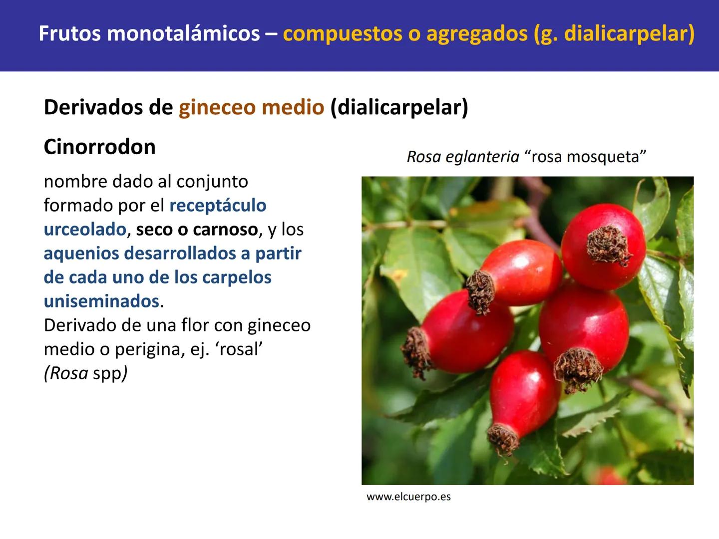 Fruto: concepto
El fruto es el ovario
desarrollado y maduro,
luego de la fecundación de
los óvulos o rudimentos
seminales que se
transforman