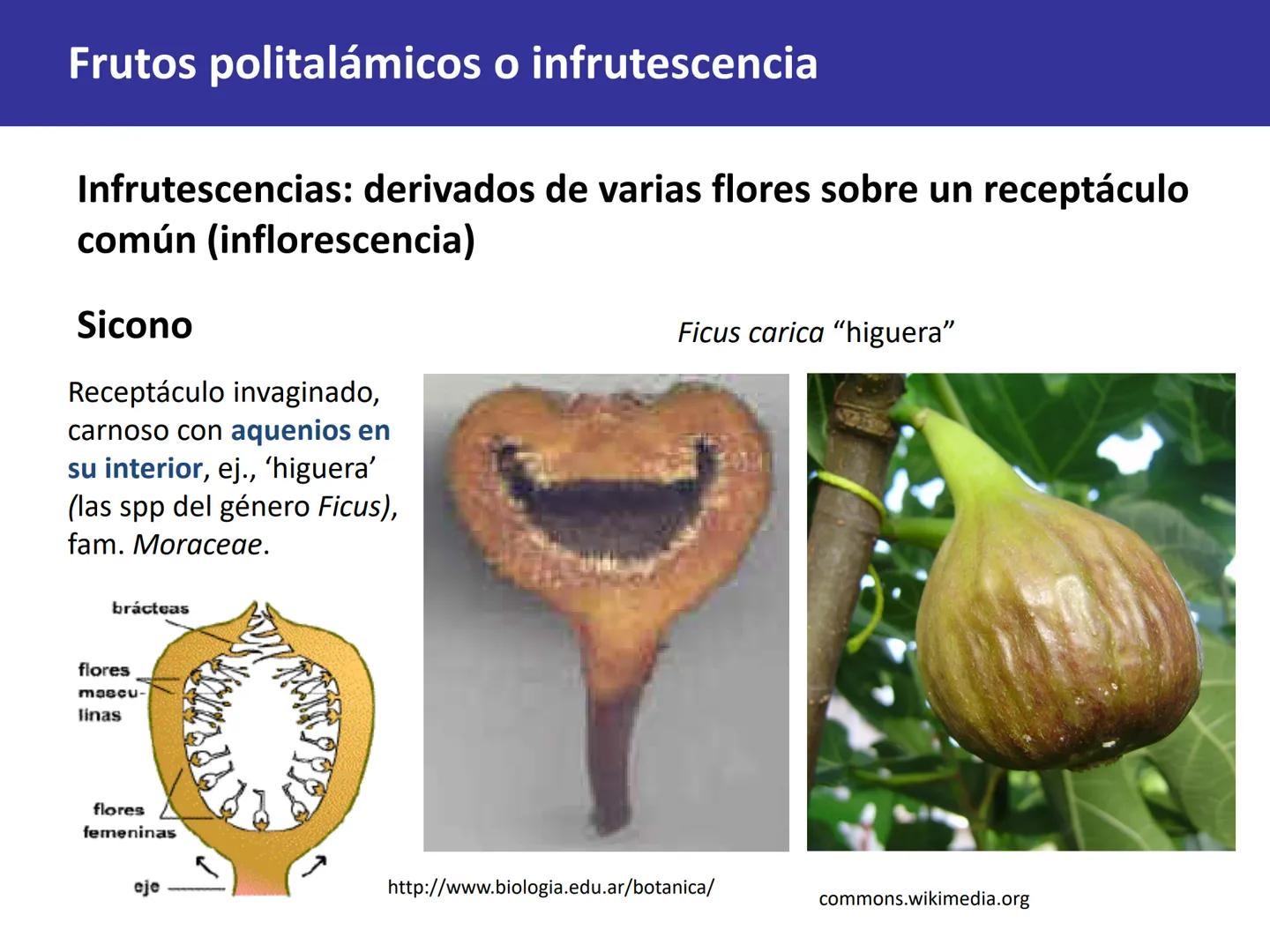 Fruto: concepto
El fruto es el ovario
desarrollado y maduro,
luego de la fecundación de
los óvulos o rudimentos
seminales que se
transforman
