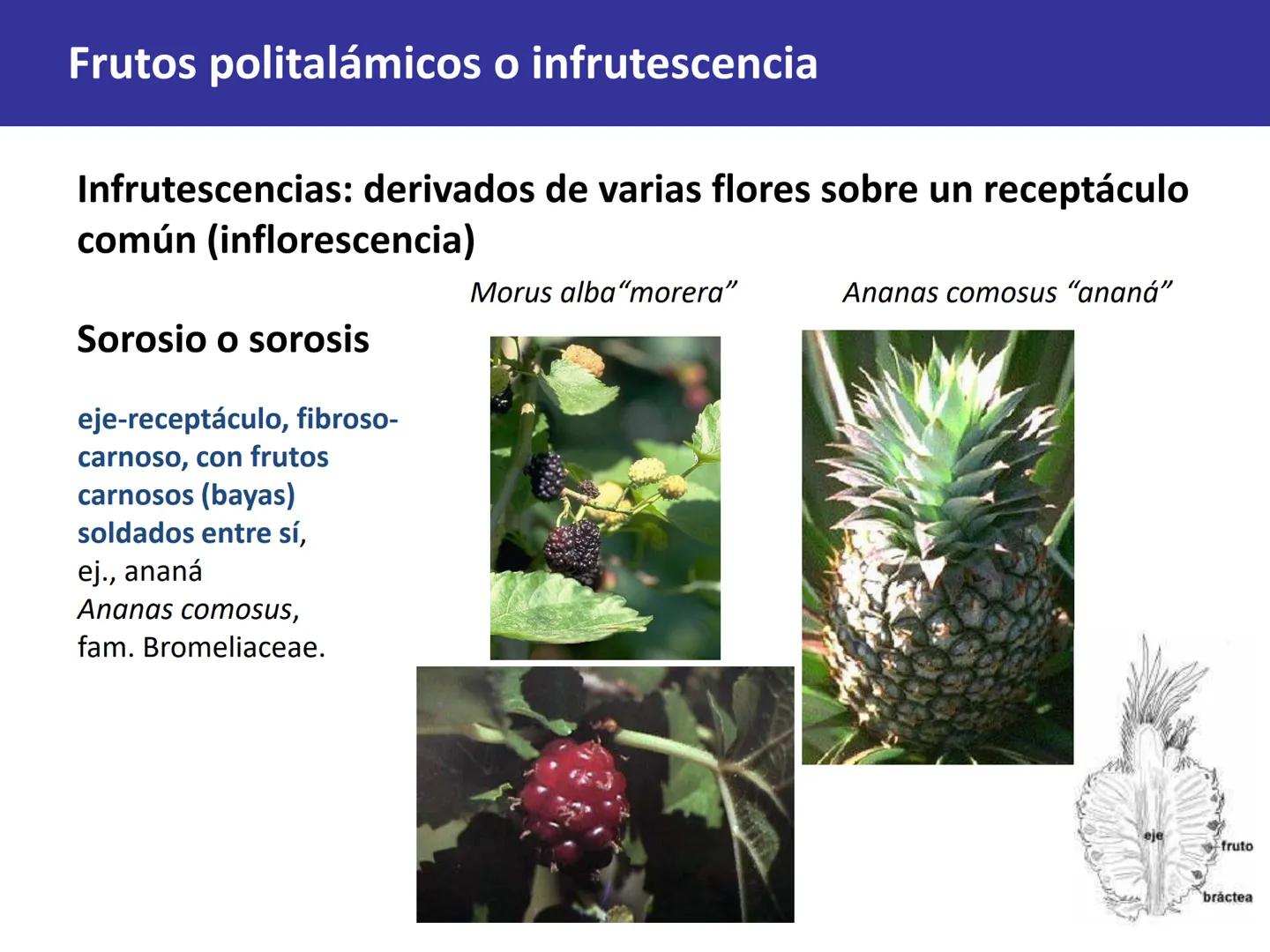 Fruto: concepto
El fruto es el ovario
desarrollado y maduro,
luego de la fecundación de
los óvulos o rudimentos
seminales que se
transforman