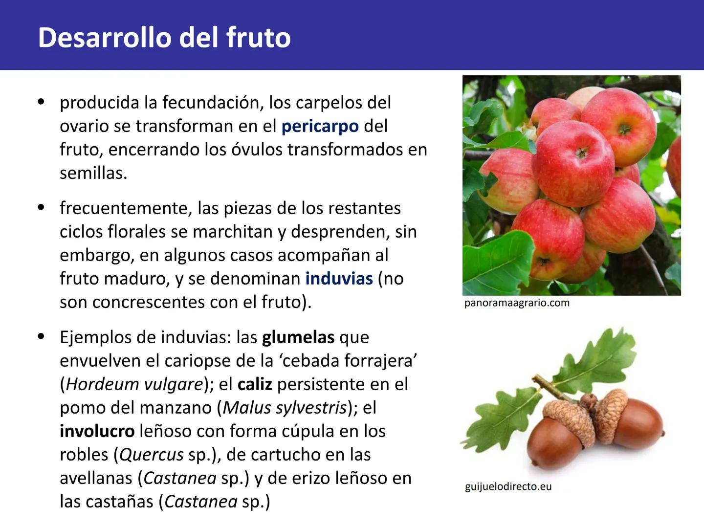 Fruto: concepto
El fruto es el ovario
desarrollado y maduro,
luego de la fecundación de
los óvulos o rudimentos
seminales que se
transforman