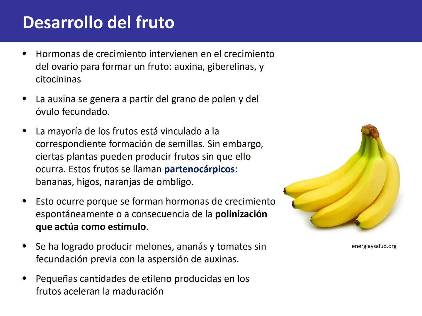 Fruto: concepto
El fruto es el ovario
desarrollado y maduro,
luego de la fecundación de
los óvulos o rudimentos
seminales que se
transforman