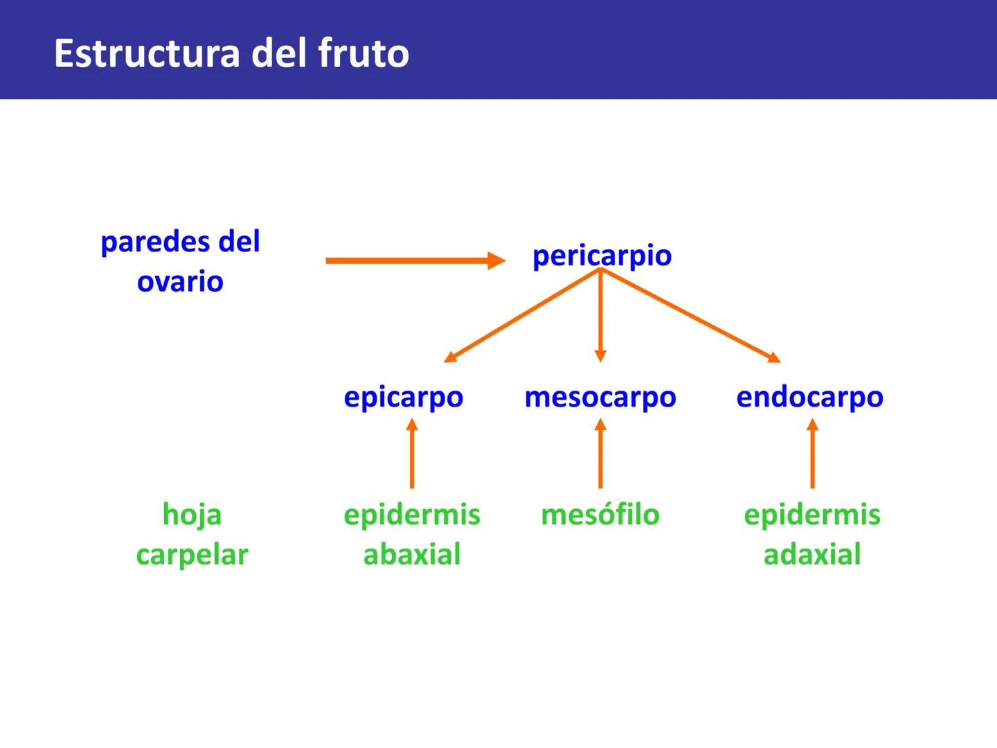 Fruto: concepto
El fruto es el ovario
desarrollado y maduro,
luego de la fecundación de
los óvulos o rudimentos
seminales que se
transforman