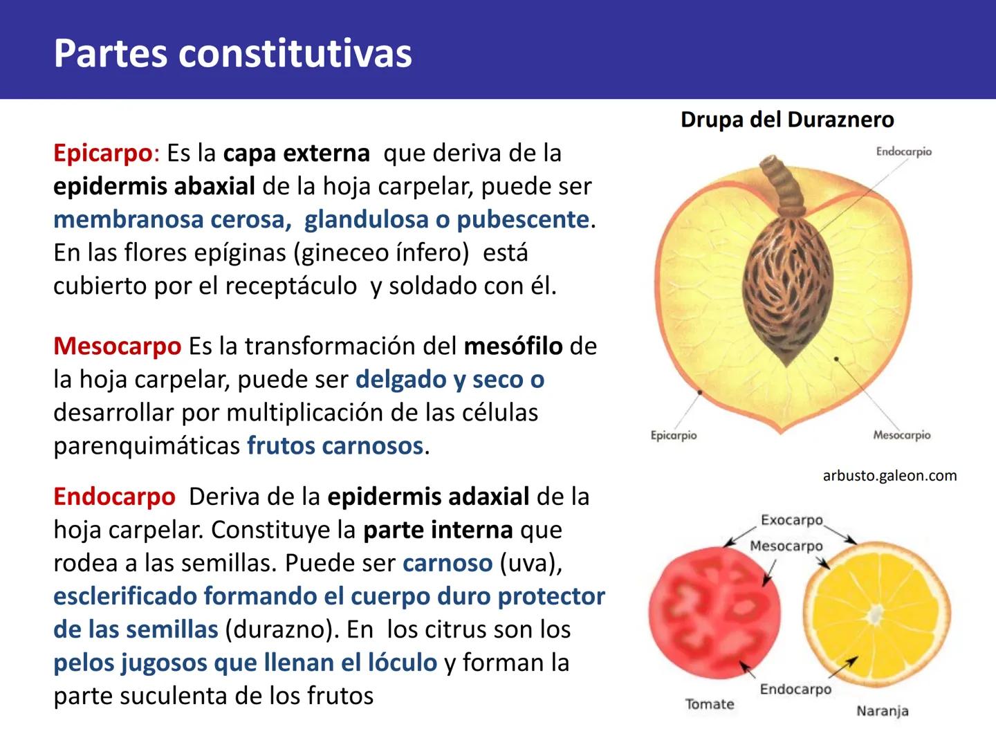Fruto: concepto
El fruto es el ovario
desarrollado y maduro,
luego de la fecundación de
los óvulos o rudimentos
seminales que se
transforman