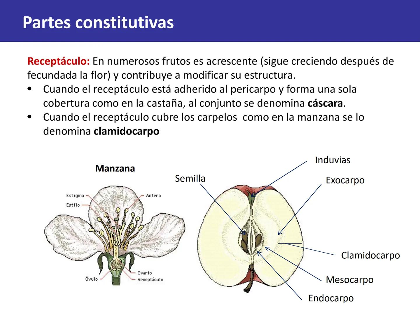 Fruto: concepto
El fruto es el ovario
desarrollado y maduro,
luego de la fecundación de
los óvulos o rudimentos
seminales que se
transforman
