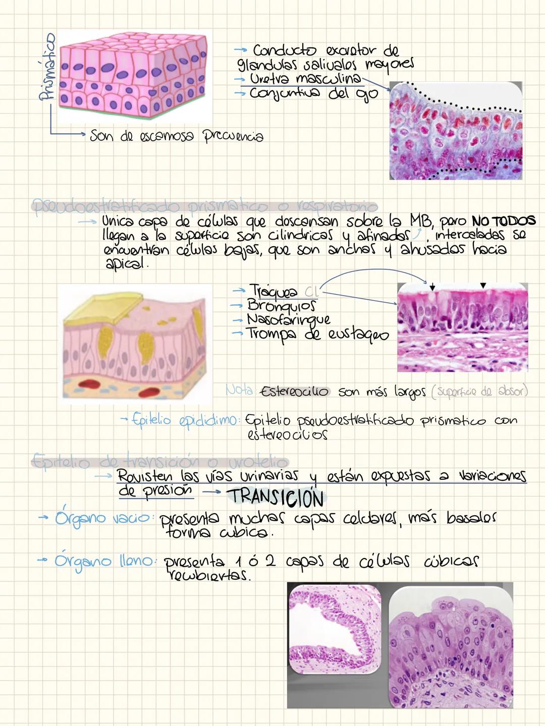 TEJIDO EPITELIAL
Cab - T. Epitelia
Queratina = piel
vasos sanguineos = Endotelio
No queratina = humedo El cuerpo esta formado por 3 elemento