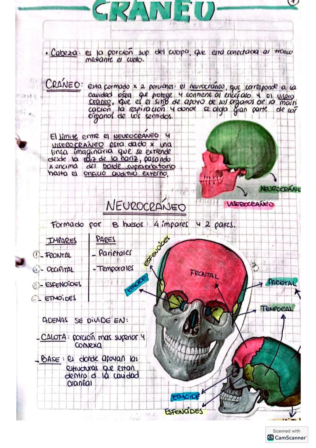 CRANEO
.
Cabeza es la porcion sup del cuerpo, que esta conectada al tronco
mediante el wello.
ACRANEO: esta formado x 2 porciones: el neuroc