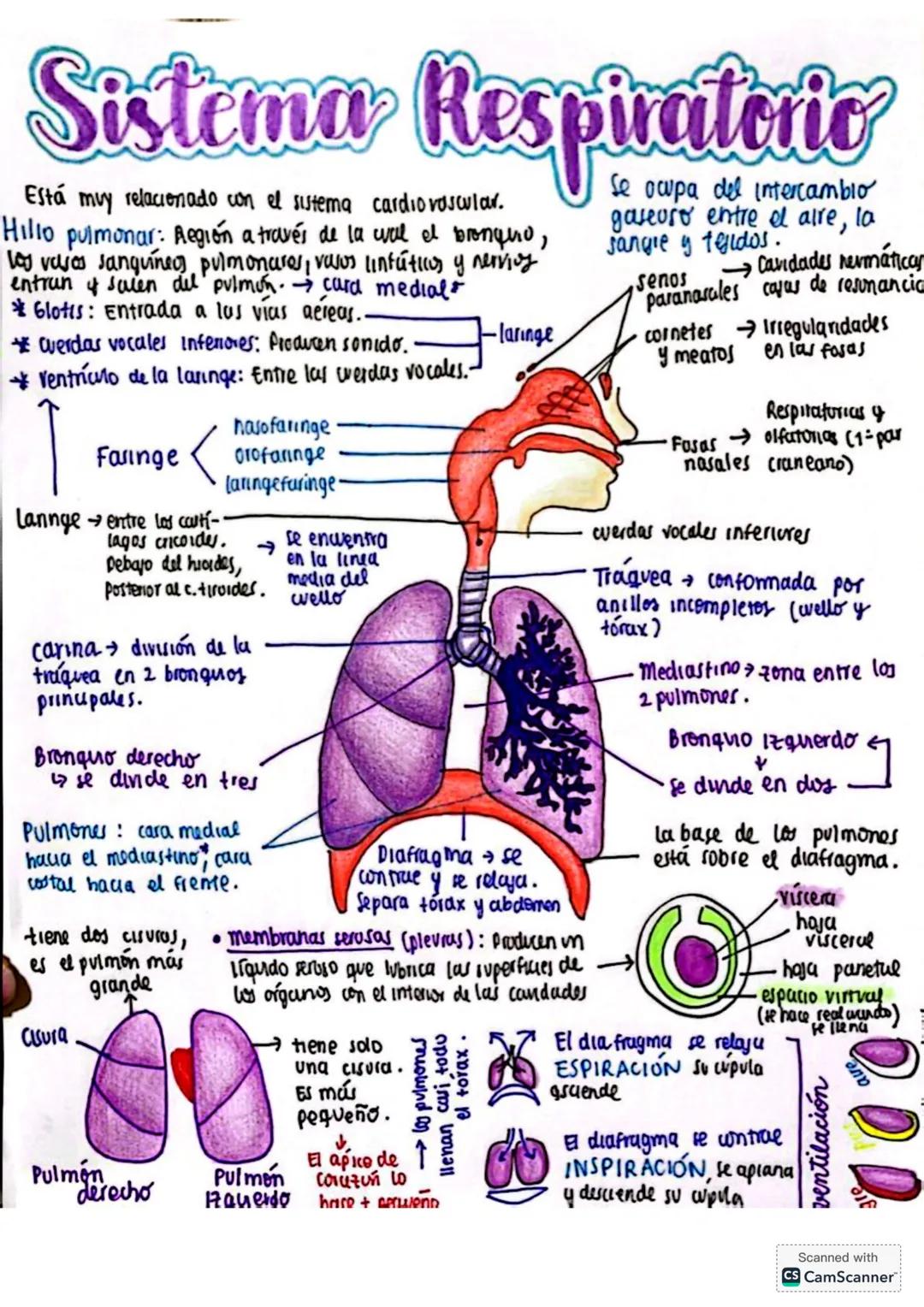 Sistema respiratorio