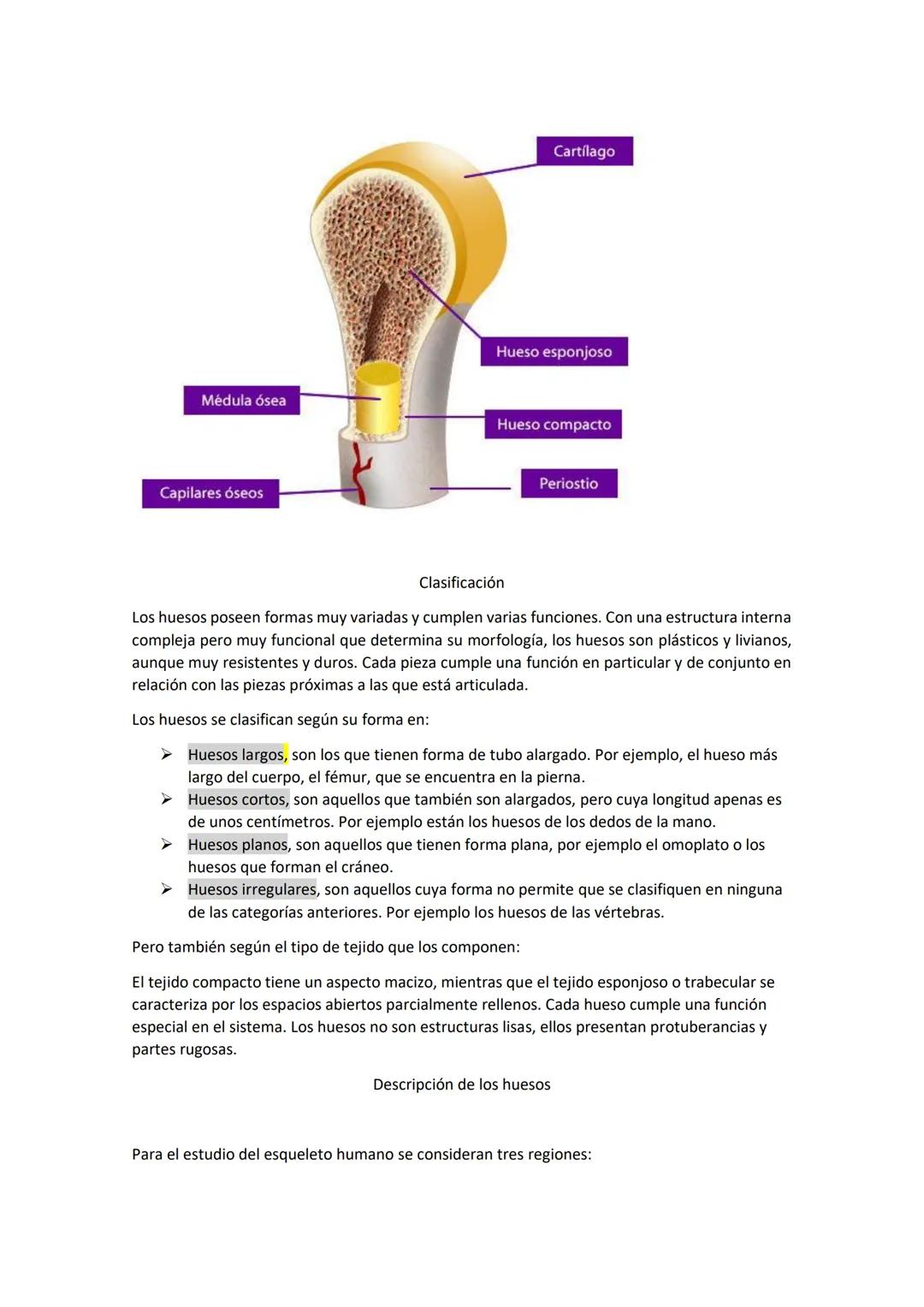 Saludo:
El sistema óseo es fundamental, puesto que es el encargado de proteger los órganos y dar
movimiento al cuerpo
Intro:
El esqueleto