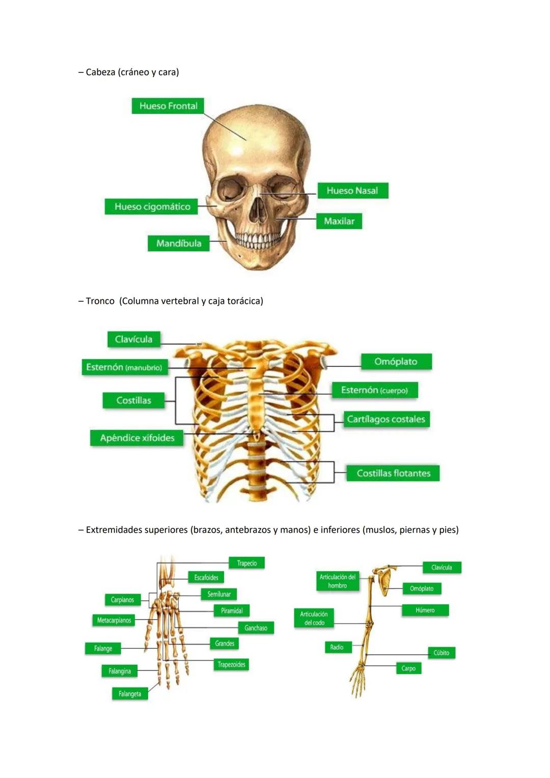 Saludo:
El sistema óseo es fundamental, puesto que es el encargado de proteger los órganos y dar
movimiento al cuerpo
Intro:
El esqueleto