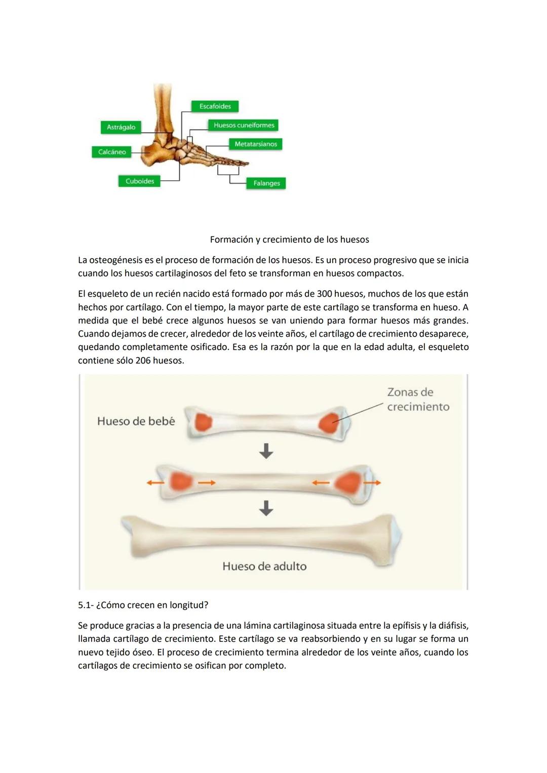 Saludo:
El sistema óseo es fundamental, puesto que es el encargado de proteger los órganos y dar
movimiento al cuerpo
Intro:
El esqueleto