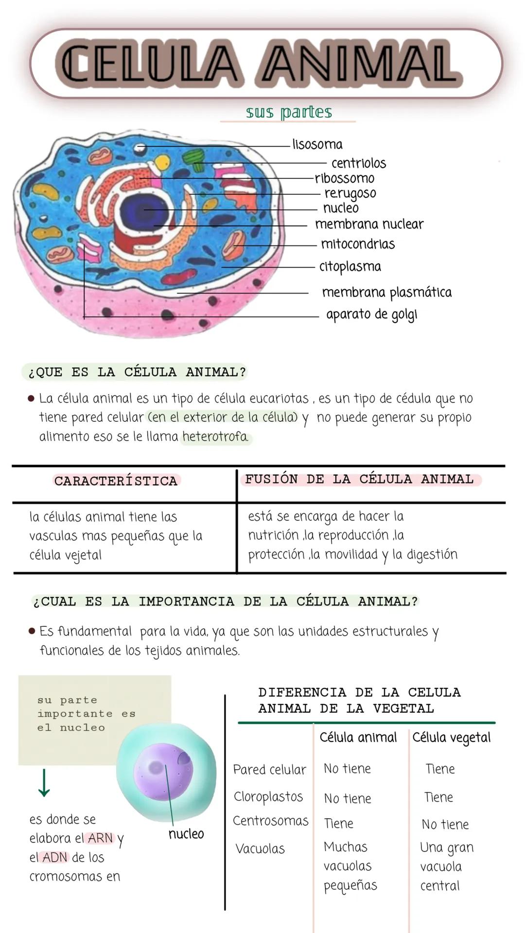 --- OCR Start ---
CELULA ANIMAL
sus partes
lisosoma
centriolos
-ribossomo
rerugoso
nucleo
membrana nuclear
mitocondrias
citoplasma
membrana