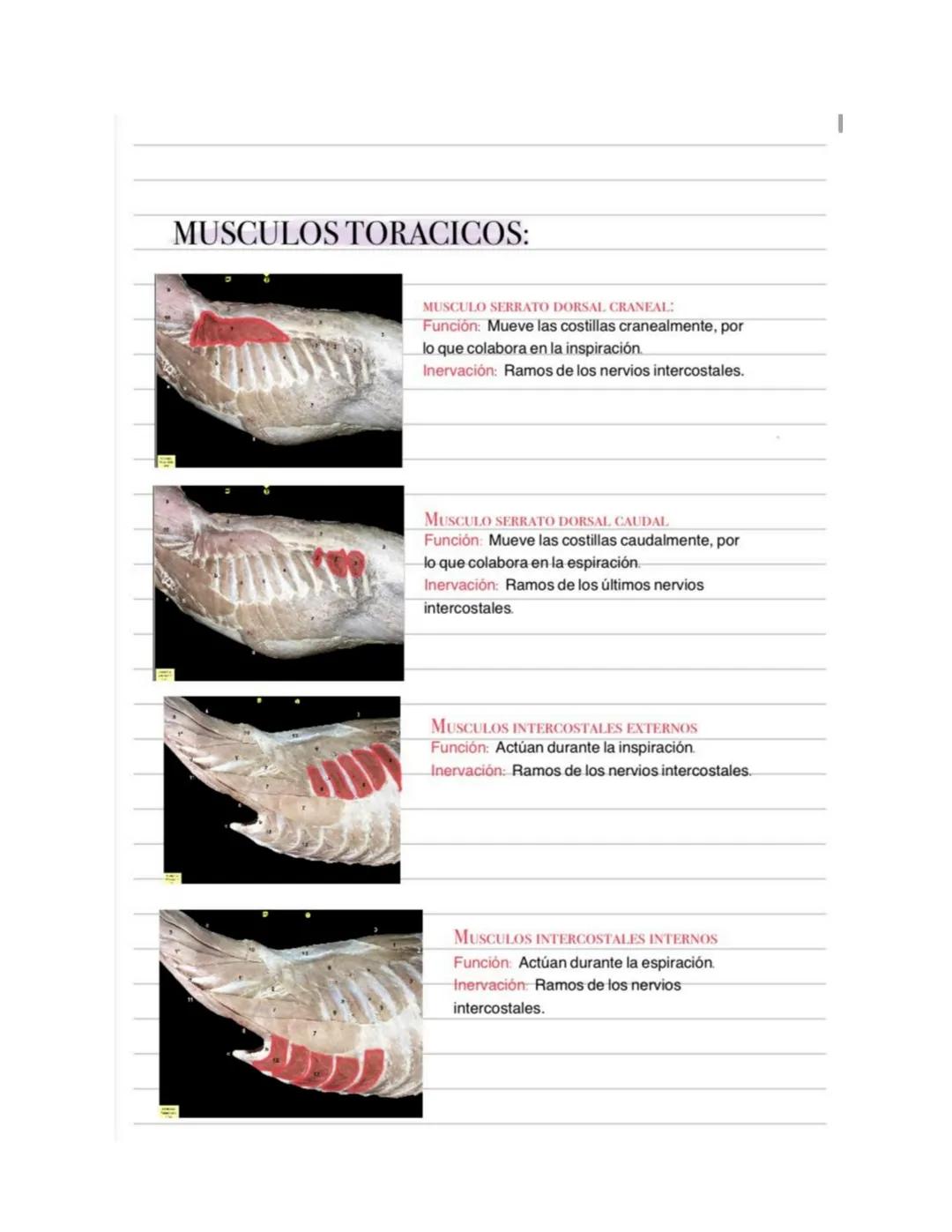 --- OCR Start ---
MUSCULOS TORACICOS:
MUSCULO SERRATO DORSAL CRANEAL:
Función: Mueve las costillas cranealmente, por
lo que colabora en la i