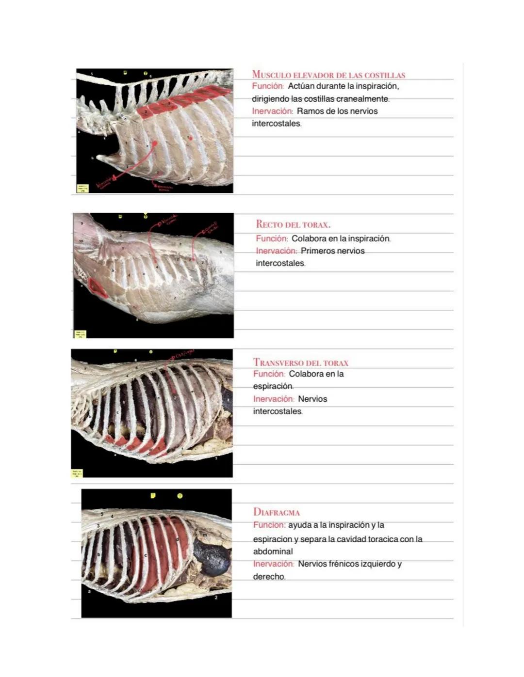 --- OCR Start ---
MUSCULOS TORACICOS:
MUSCULO SERRATO DORSAL CRANEAL:
Función: Mueve las costillas cranealmente, por
lo que colabora en la i