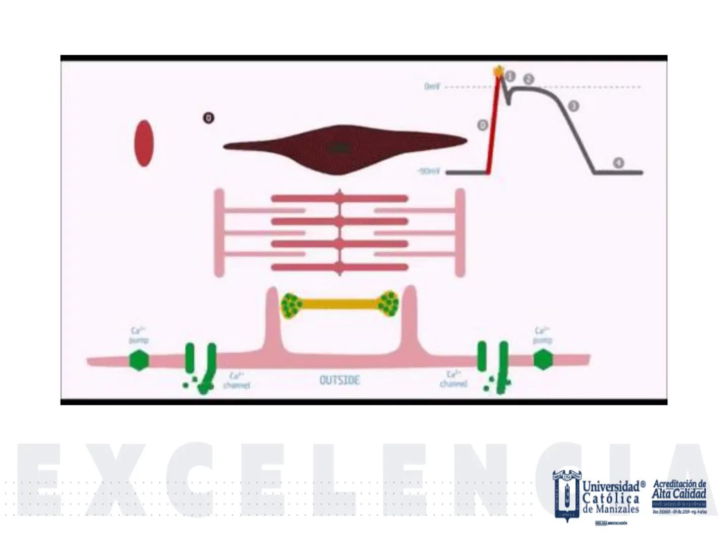 UCM
DAD 1954
UNIVERSIDAD
CARIDAD
CATOLICA
UniversidadⓇ
Católica
de Manizales
VIGILADA MINEDUCACIÓN
Acreditación de
Alta Calidad
en el camino