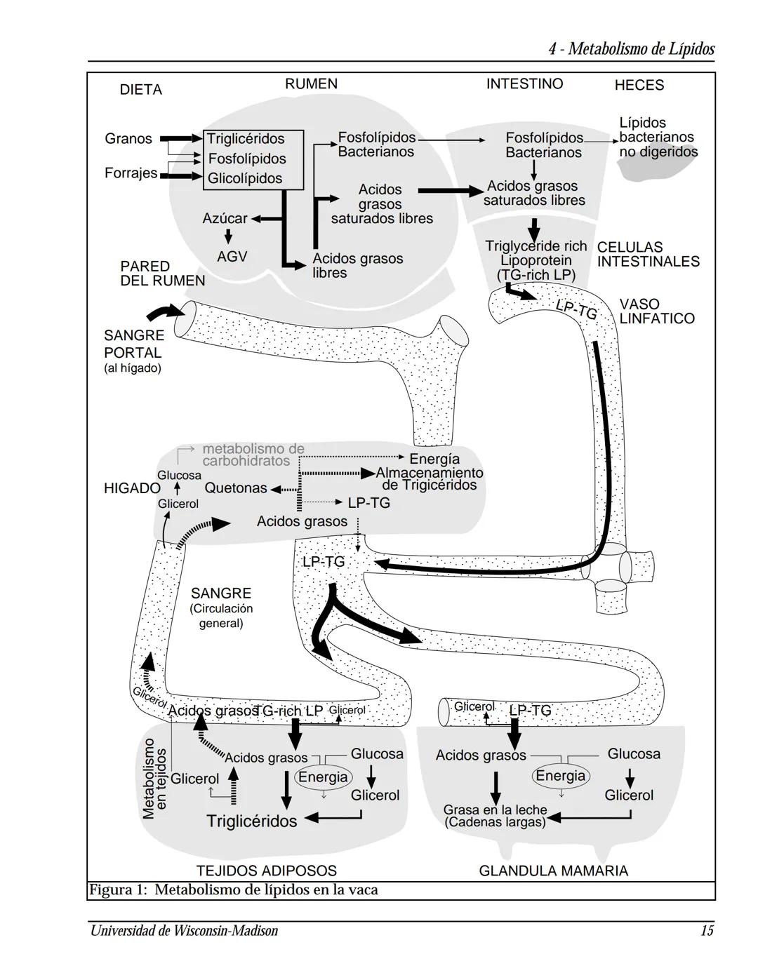 # Instituto Babcock para la Investigación
y Desarrollo Internacional de
la Industria Lechera
Universidad de Wisconsin-Madison
77777777777
Es