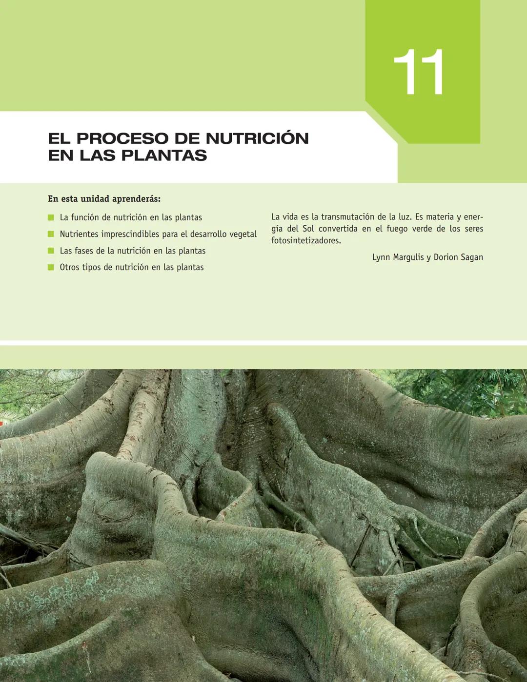 El proceso de nutricion de las plantas