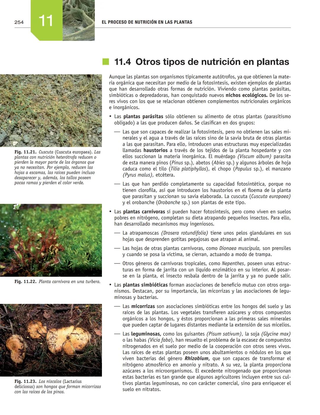 # EL PROCESO DE NUTRICIÓN
# EN LAS PLANTAS
11
En esta unidad aprenderás:
■La función de nutrición en las plantas
■Nutrientes imprescindibl