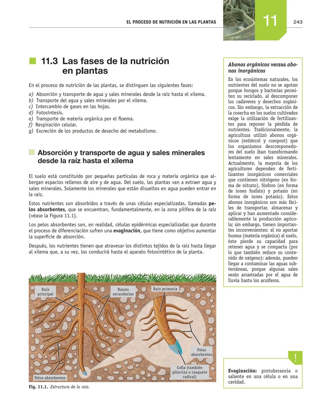 # EL PROCESO DE NUTRICIÓN
# EN LAS PLANTAS
11
En esta unidad aprenderás:
■La función de nutrición en las plantas
■Nutrientes imprescindibl