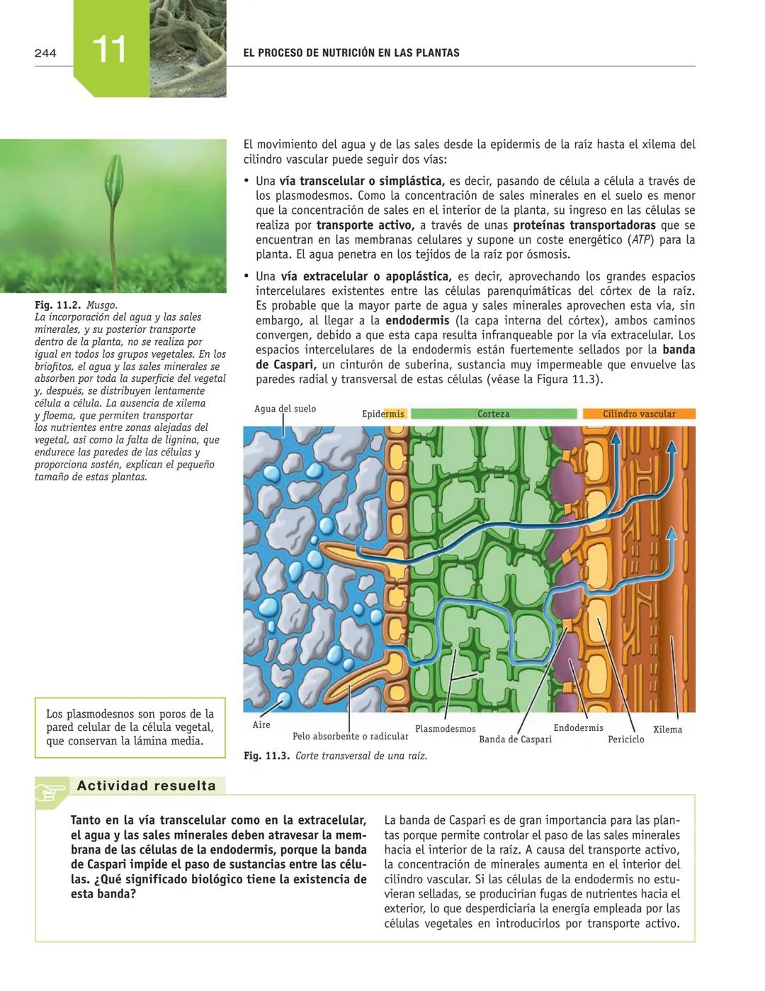# EL PROCESO DE NUTRICIÓN
# EN LAS PLANTAS
11
En esta unidad aprenderás:
■La función de nutrición en las plantas
■Nutrientes imprescindibl