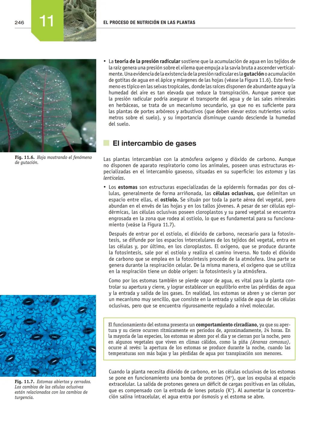 # EL PROCESO DE NUTRICIÓN
# EN LAS PLANTAS
11
En esta unidad aprenderás:
■La función de nutrición en las plantas
■Nutrientes imprescindibl