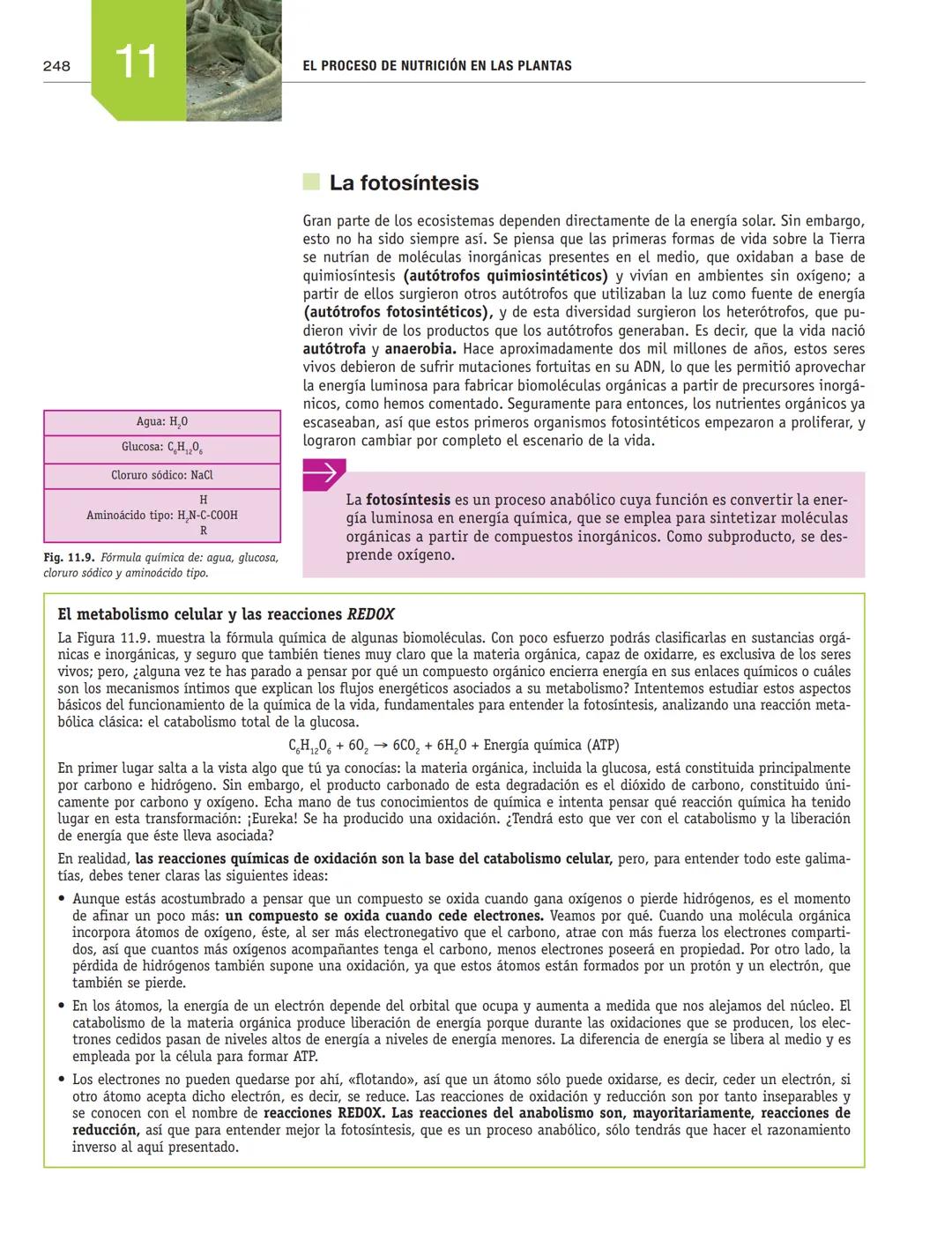 # EL PROCESO DE NUTRICIÓN
# EN LAS PLANTAS
11
En esta unidad aprenderás:
■La función de nutrición en las plantas
■Nutrientes imprescindibl