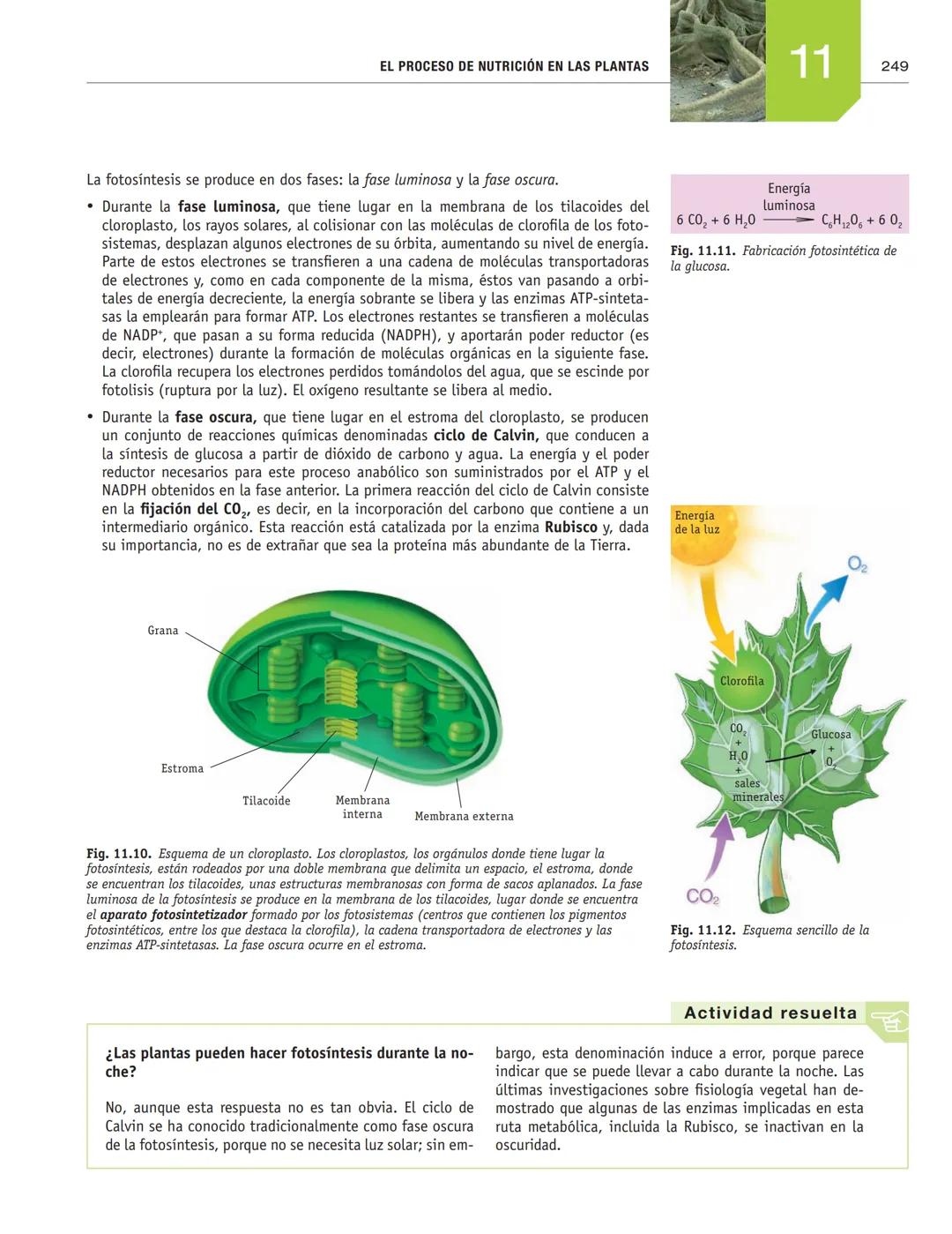 # EL PROCESO DE NUTRICIÓN
# EN LAS PLANTAS
11
En esta unidad aprenderás:
■La función de nutrición en las plantas
■Nutrientes imprescindibl