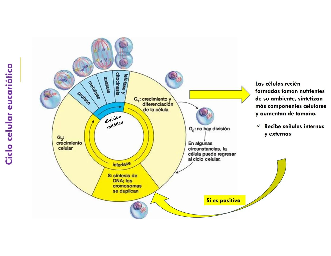 # CICLO CELULAR
VERÓNICA IÑIGUEZ V.
FEBRERO 2025 # CICLO CELULAR
El ciclo celular es la secuencia de actividades que ocurren de una divis