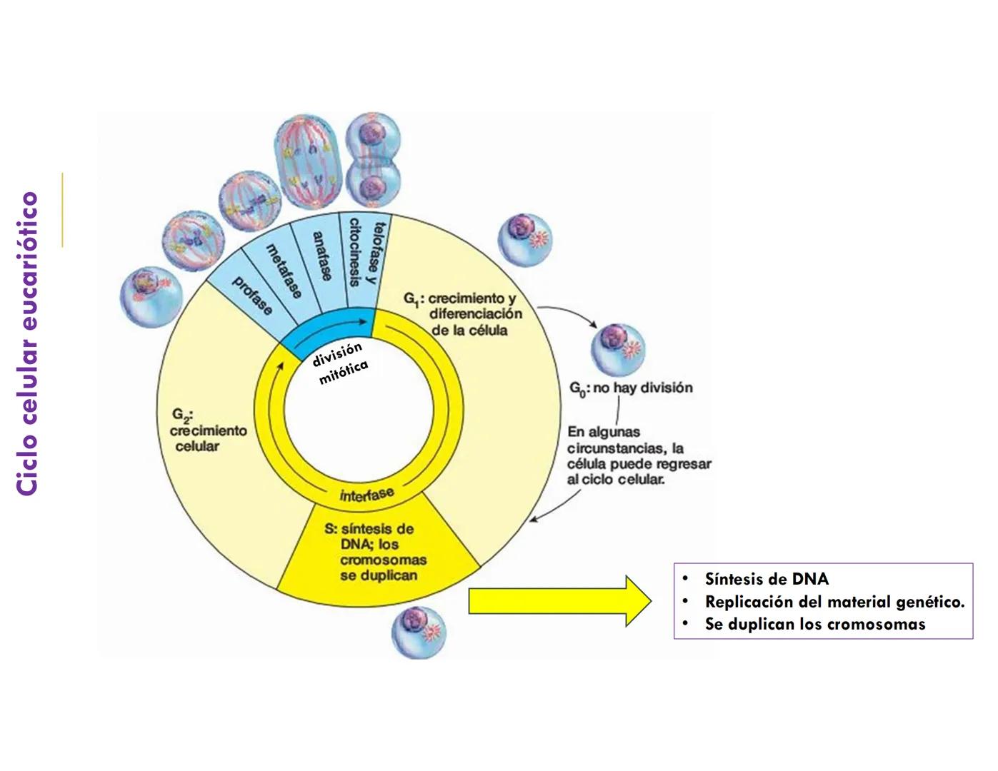 # CICLO CELULAR
VERÓNICA IÑIGUEZ V.
FEBRERO 2025 # CICLO CELULAR
El ciclo celular es la secuencia de actividades que ocurren de una divis