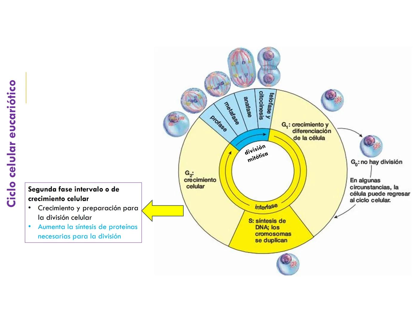 # CICLO CELULAR
VERÓNICA IÑIGUEZ V.
FEBRERO 2025 # CICLO CELULAR
El ciclo celular es la secuencia de actividades que ocurren de una divis