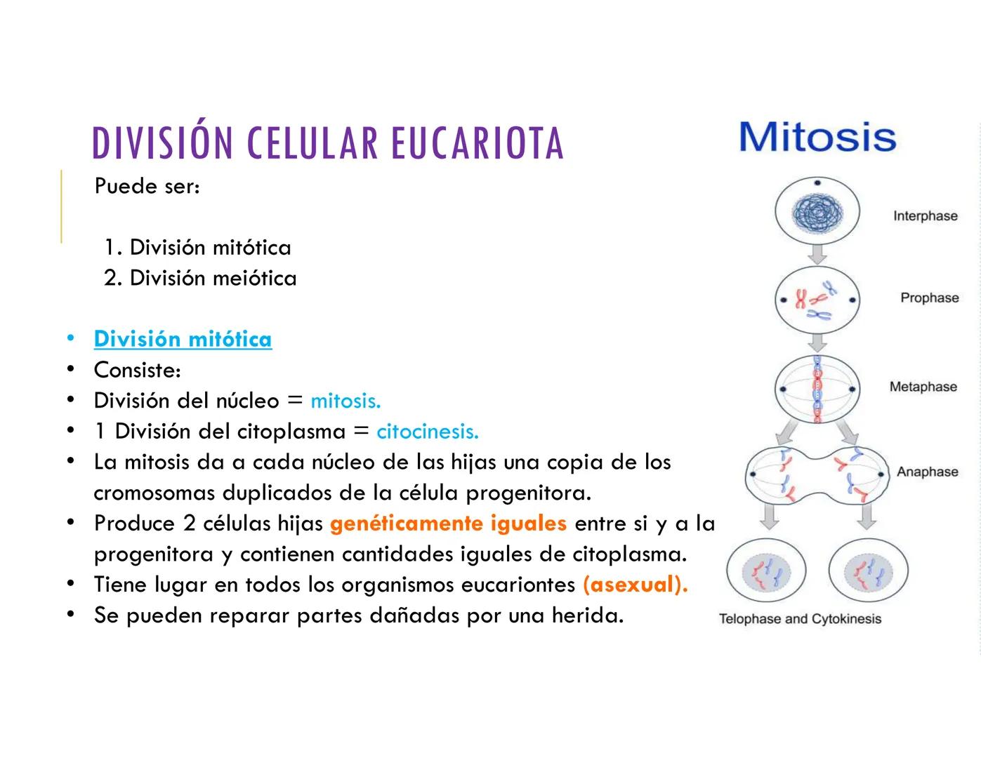 # CICLO CELULAR
VERÓNICA IÑIGUEZ V.
FEBRERO 2025 # CICLO CELULAR
El ciclo celular es la secuencia de actividades que ocurren de una divis