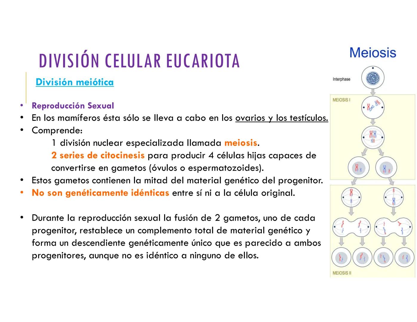 # CICLO CELULAR
VERÓNICA IÑIGUEZ V.
FEBRERO 2025 # CICLO CELULAR
El ciclo celular es la secuencia de actividades que ocurren de una divis