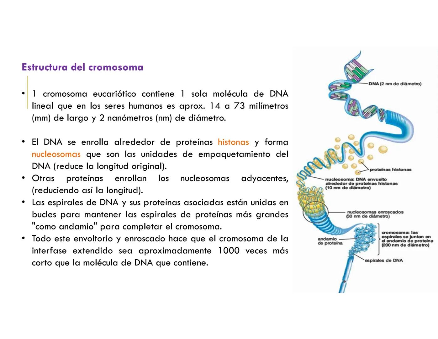# CICLO CELULAR
VERÓNICA IÑIGUEZ V.
FEBRERO 2025 # CICLO CELULAR
El ciclo celular es la secuencia de actividades que ocurren de una divis