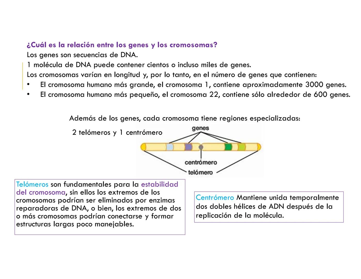 # CICLO CELULAR
VERÓNICA IÑIGUEZ V.
FEBRERO 2025 # CICLO CELULAR
El ciclo celular es la secuencia de actividades que ocurren de una divis