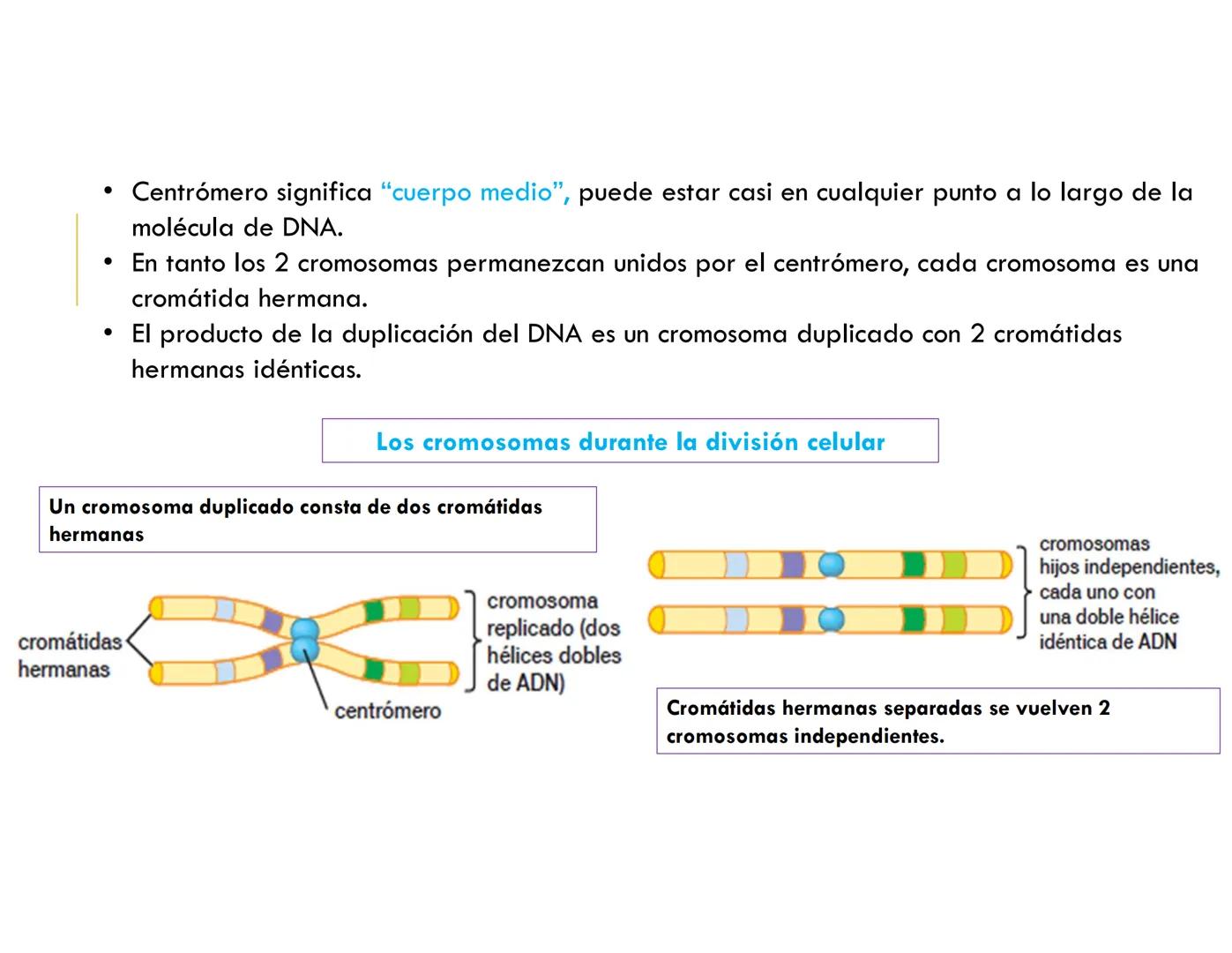 # CICLO CELULAR
VERÓNICA IÑIGUEZ V.
FEBRERO 2025 # CICLO CELULAR
El ciclo celular es la secuencia de actividades que ocurren de una divis