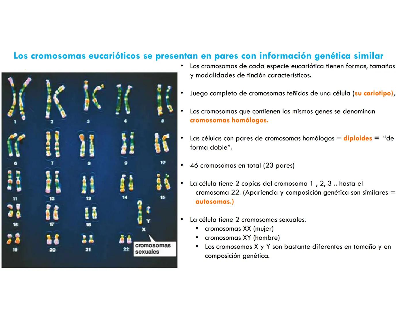 # CICLO CELULAR
VERÓNICA IÑIGUEZ V.
FEBRERO 2025 # CICLO CELULAR
El ciclo celular es la secuencia de actividades que ocurren de una divis