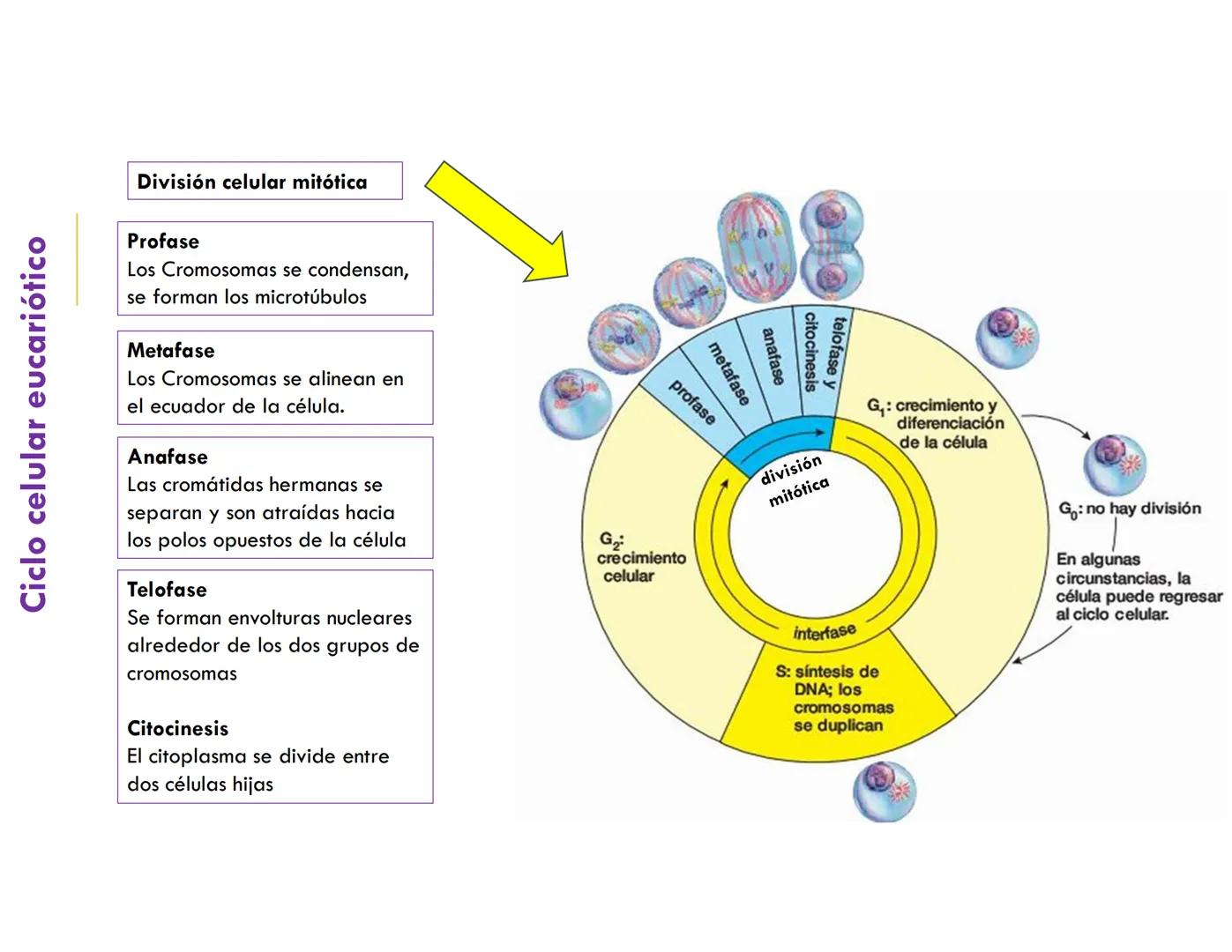 # CICLO CELULAR
VERÓNICA IÑIGUEZ V.
FEBRERO 2025 # CICLO CELULAR
El ciclo celular es la secuencia de actividades que ocurren de una divis