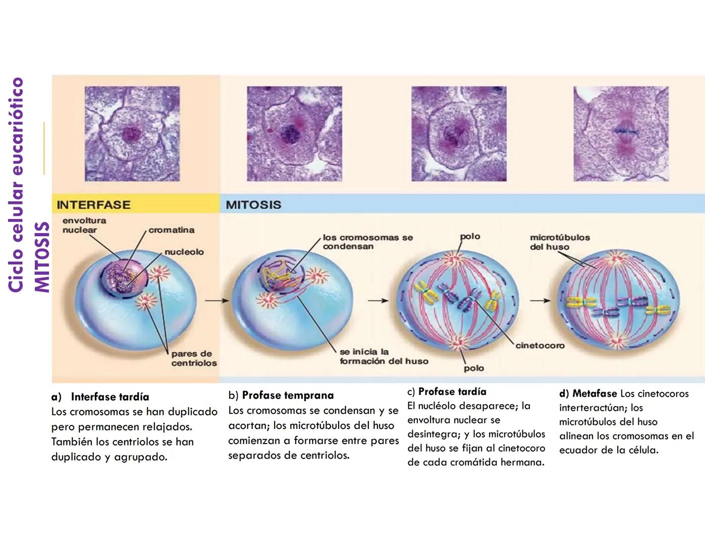 # CICLO CELULAR
VERÓNICA IÑIGUEZ V.
FEBRERO 2025 # CICLO CELULAR
El ciclo celular es la secuencia de actividades que ocurren de una divis