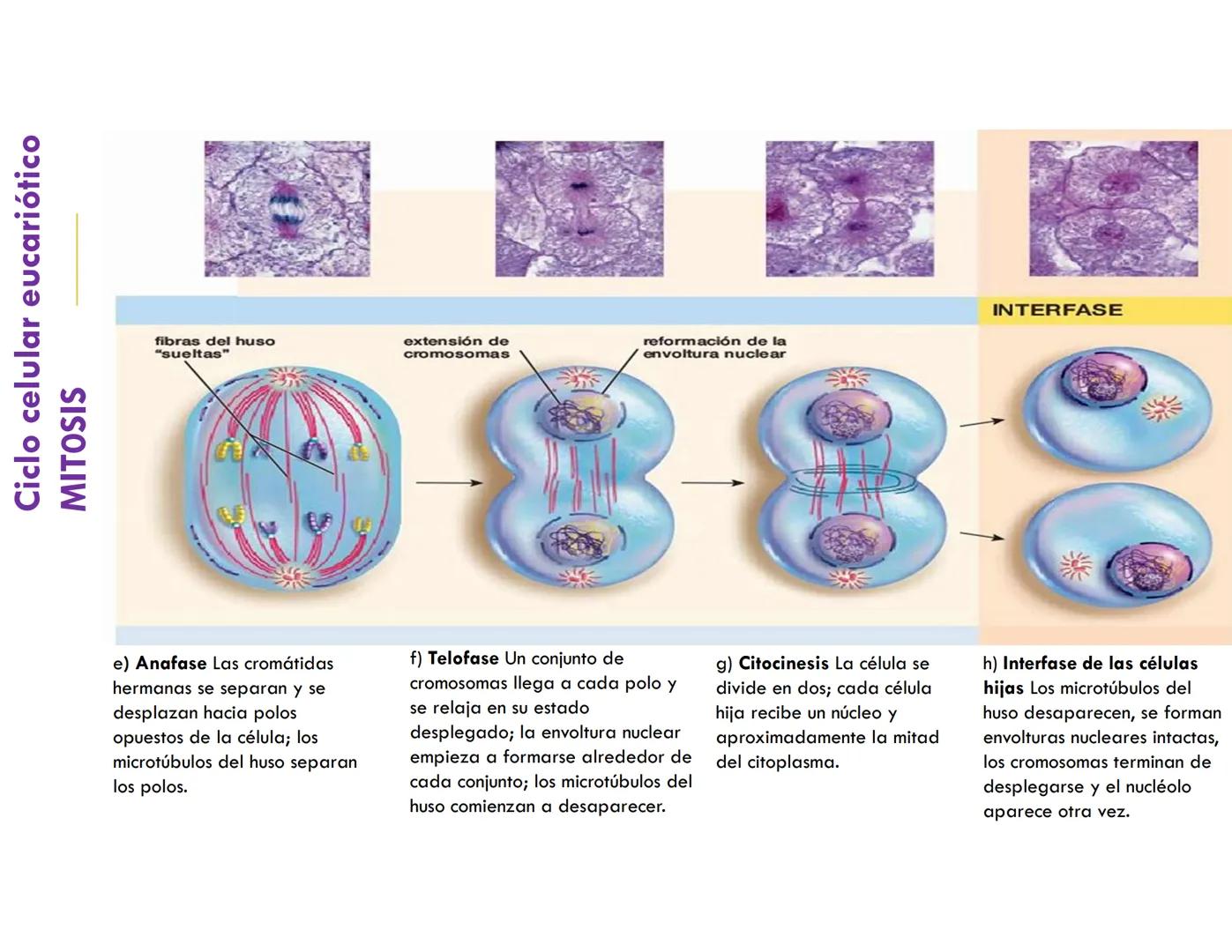 # CICLO CELULAR
VERÓNICA IÑIGUEZ V.
FEBRERO 2025 # CICLO CELULAR
El ciclo celular es la secuencia de actividades que ocurren de una divis