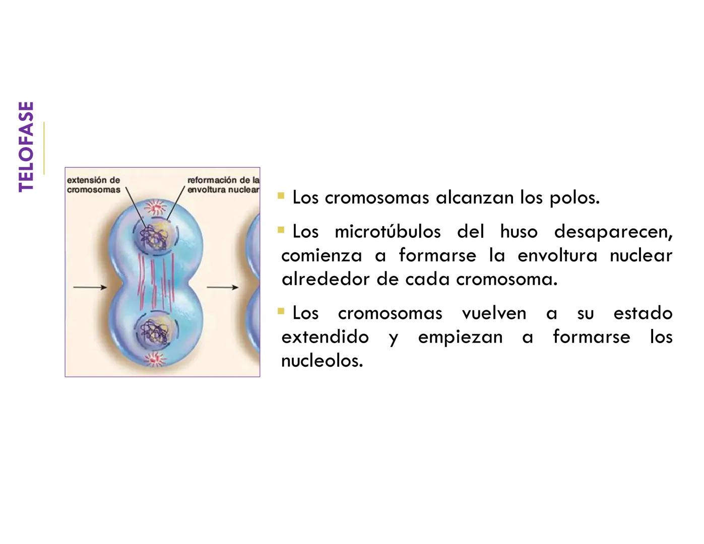 # CICLO CELULAR
VERÓNICA IÑIGUEZ V.
FEBRERO 2025 # CICLO CELULAR
El ciclo celular es la secuencia de actividades que ocurren de una divis