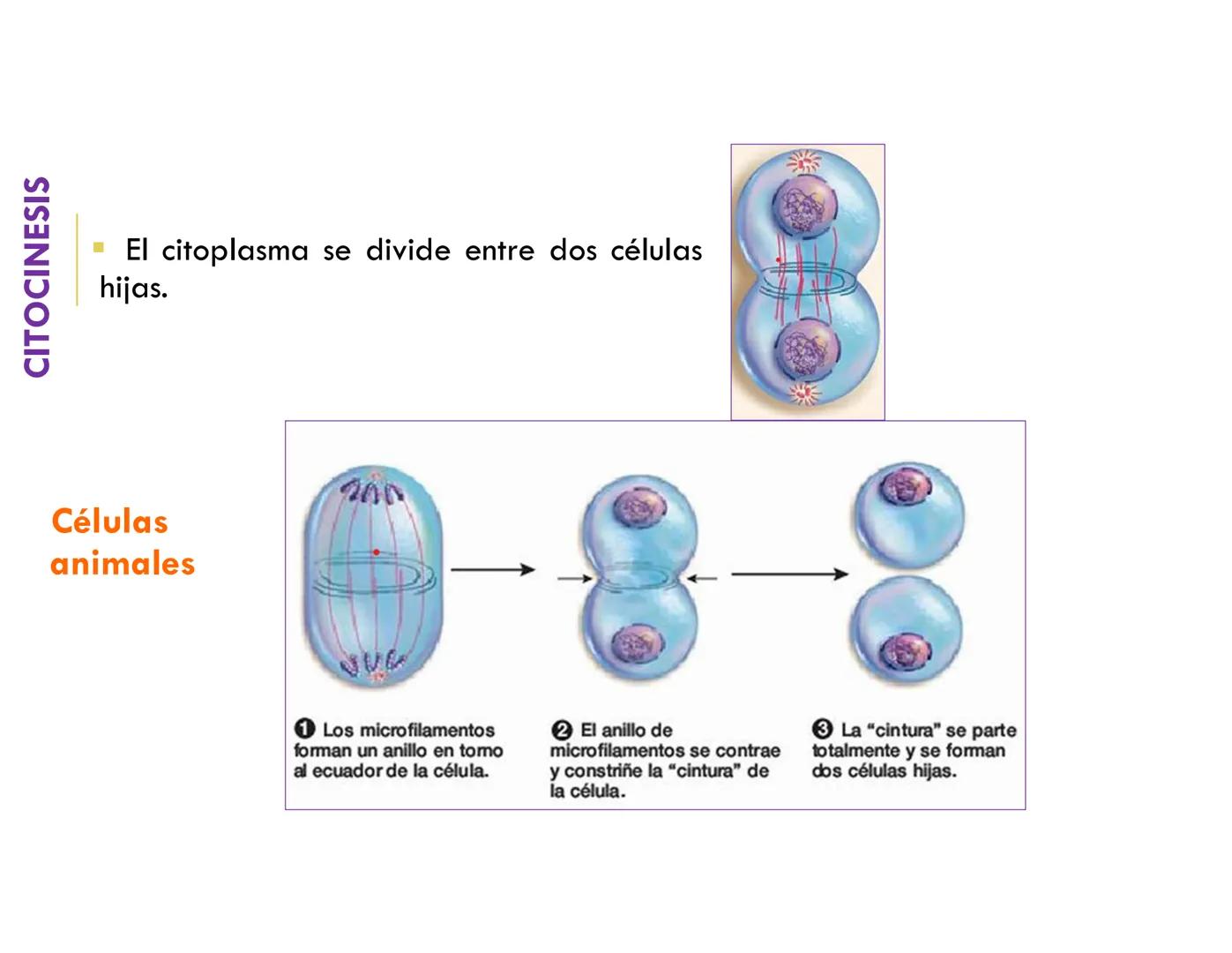 # CICLO CELULAR
VERÓNICA IÑIGUEZ V.
FEBRERO 2025 # CICLO CELULAR
El ciclo celular es la secuencia de actividades que ocurren de una divis