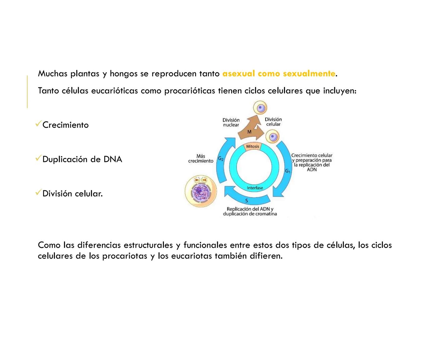 # CICLO CELULAR
VERÓNICA IÑIGUEZ V.
FEBRERO 2025 # CICLO CELULAR
El ciclo celular es la secuencia de actividades que ocurren de una divis