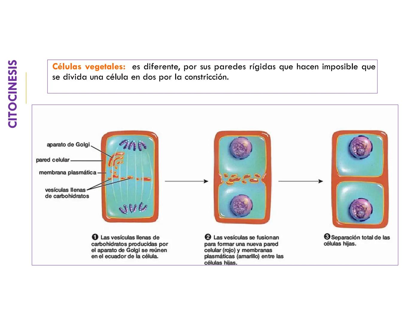 # CICLO CELULAR
VERÓNICA IÑIGUEZ V.
FEBRERO 2025 # CICLO CELULAR
El ciclo celular es la secuencia de actividades que ocurren de una divis