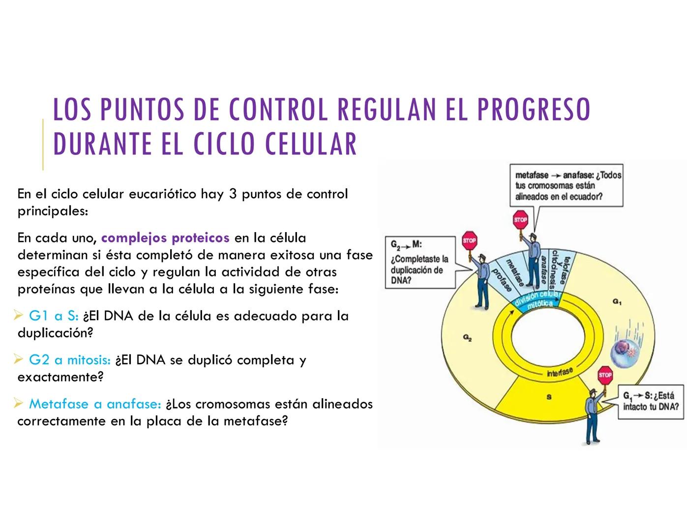 # CICLO CELULAR
VERÓNICA IÑIGUEZ V.
FEBRERO 2025 # CICLO CELULAR
El ciclo celular es la secuencia de actividades que ocurren de una divis