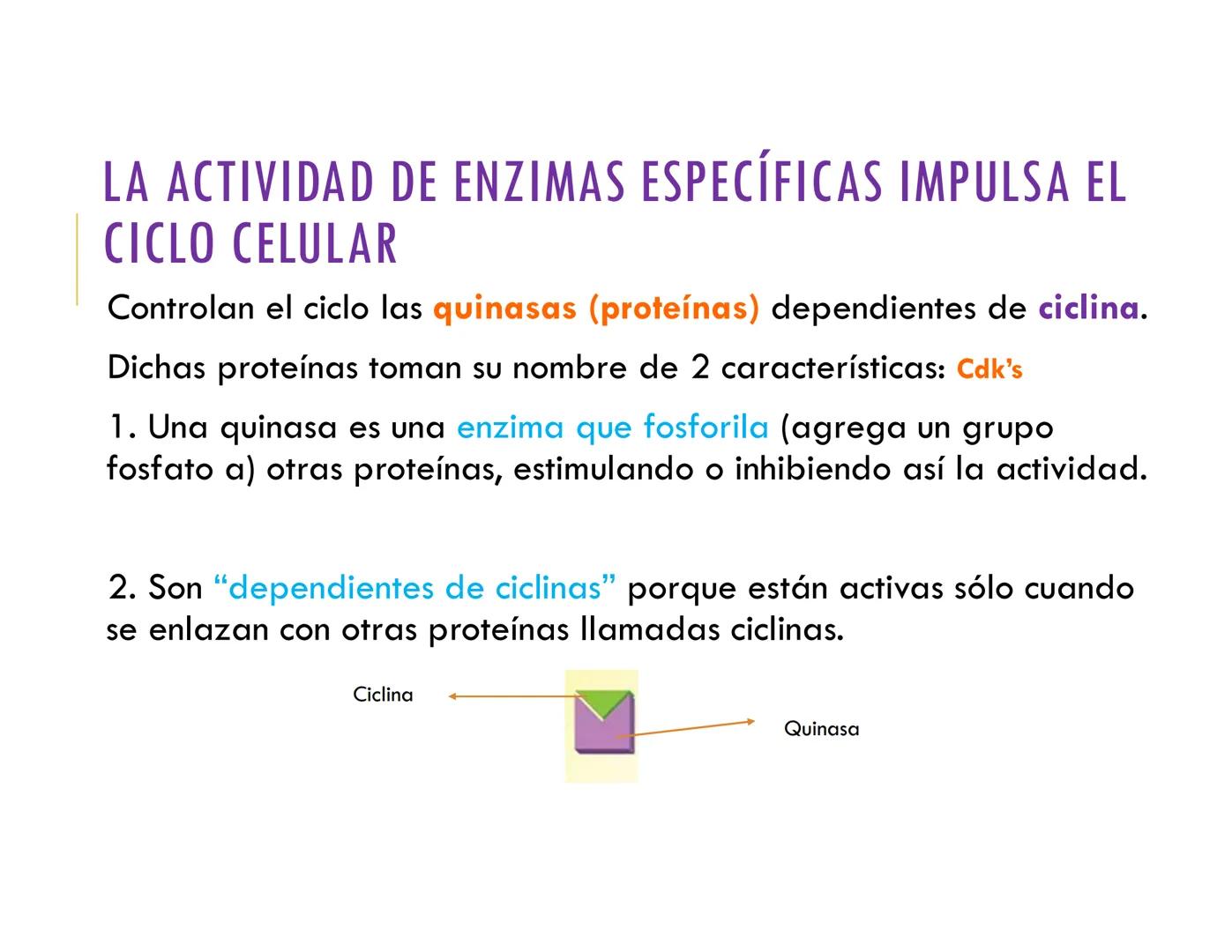 # CICLO CELULAR
VERÓNICA IÑIGUEZ V.
FEBRERO 2025 # CICLO CELULAR
El ciclo celular es la secuencia de actividades que ocurren de una divis