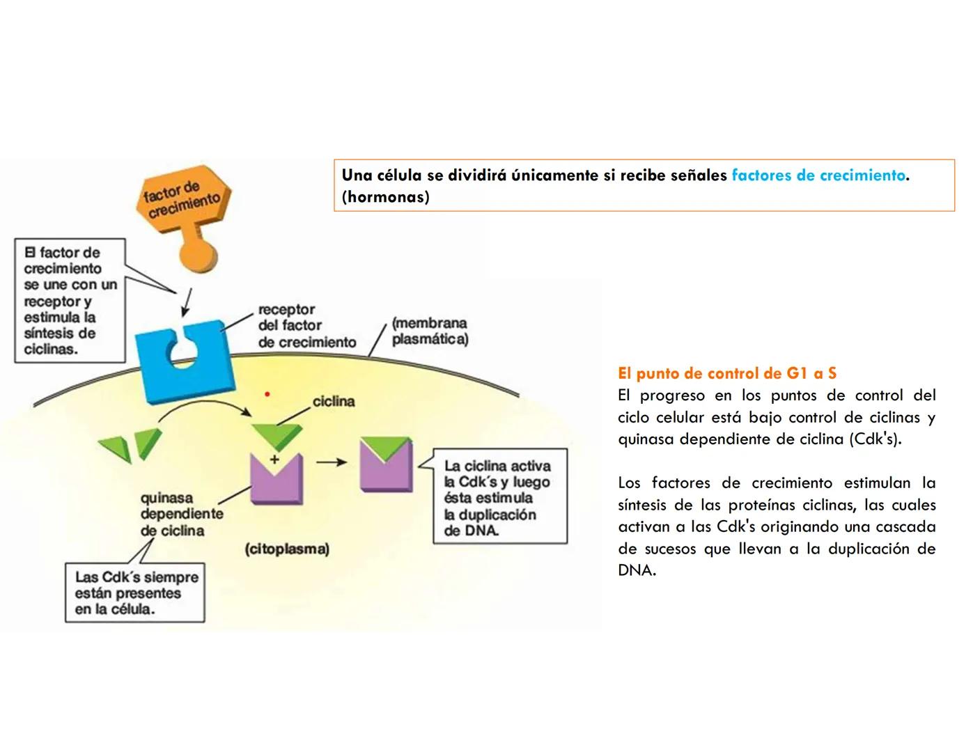 # CICLO CELULAR
VERÓNICA IÑIGUEZ V.
FEBRERO 2025 # CICLO CELULAR
El ciclo celular es la secuencia de actividades que ocurren de una divis
