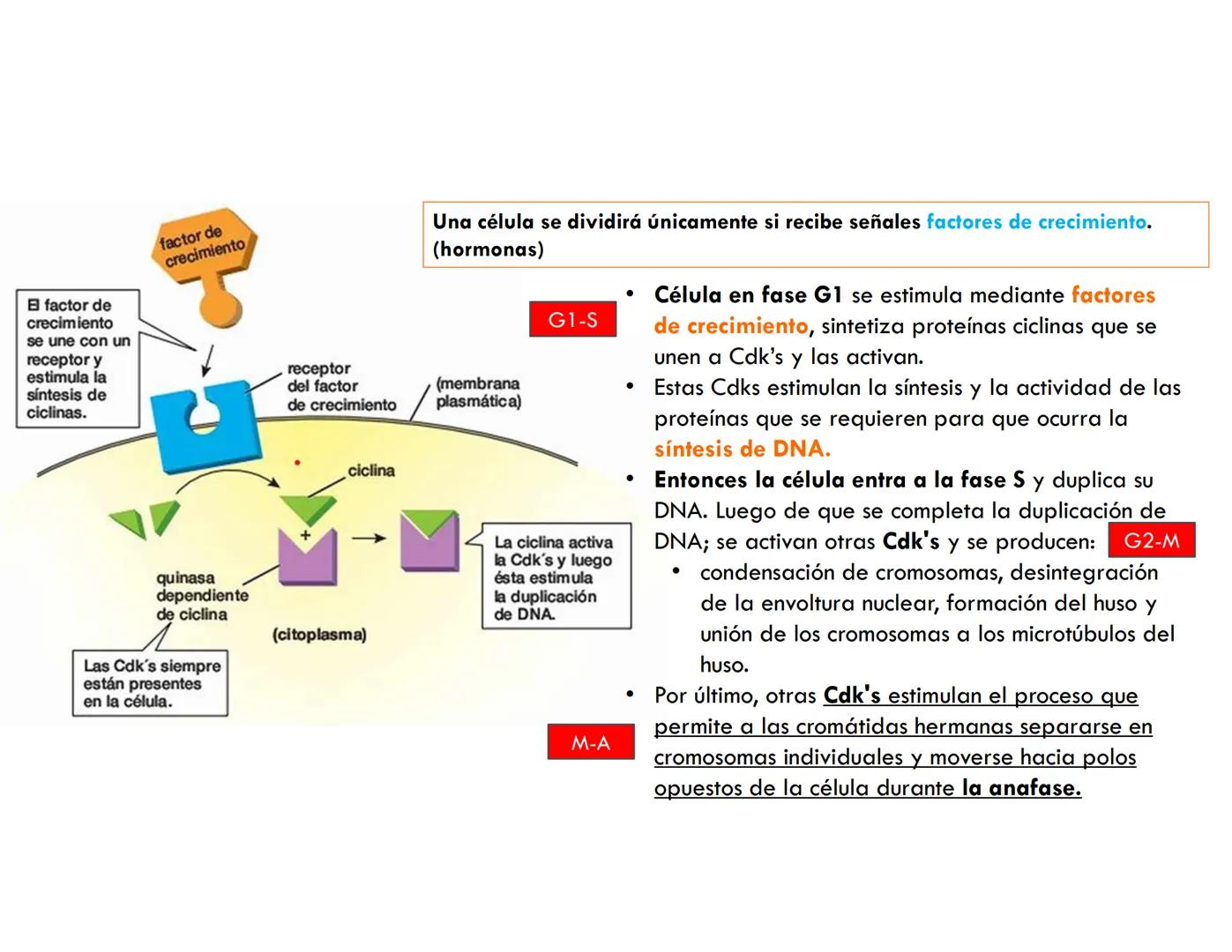 # CICLO CELULAR
VERÓNICA IÑIGUEZ V.
FEBRERO 2025 # CICLO CELULAR
El ciclo celular es la secuencia de actividades que ocurren de una divis