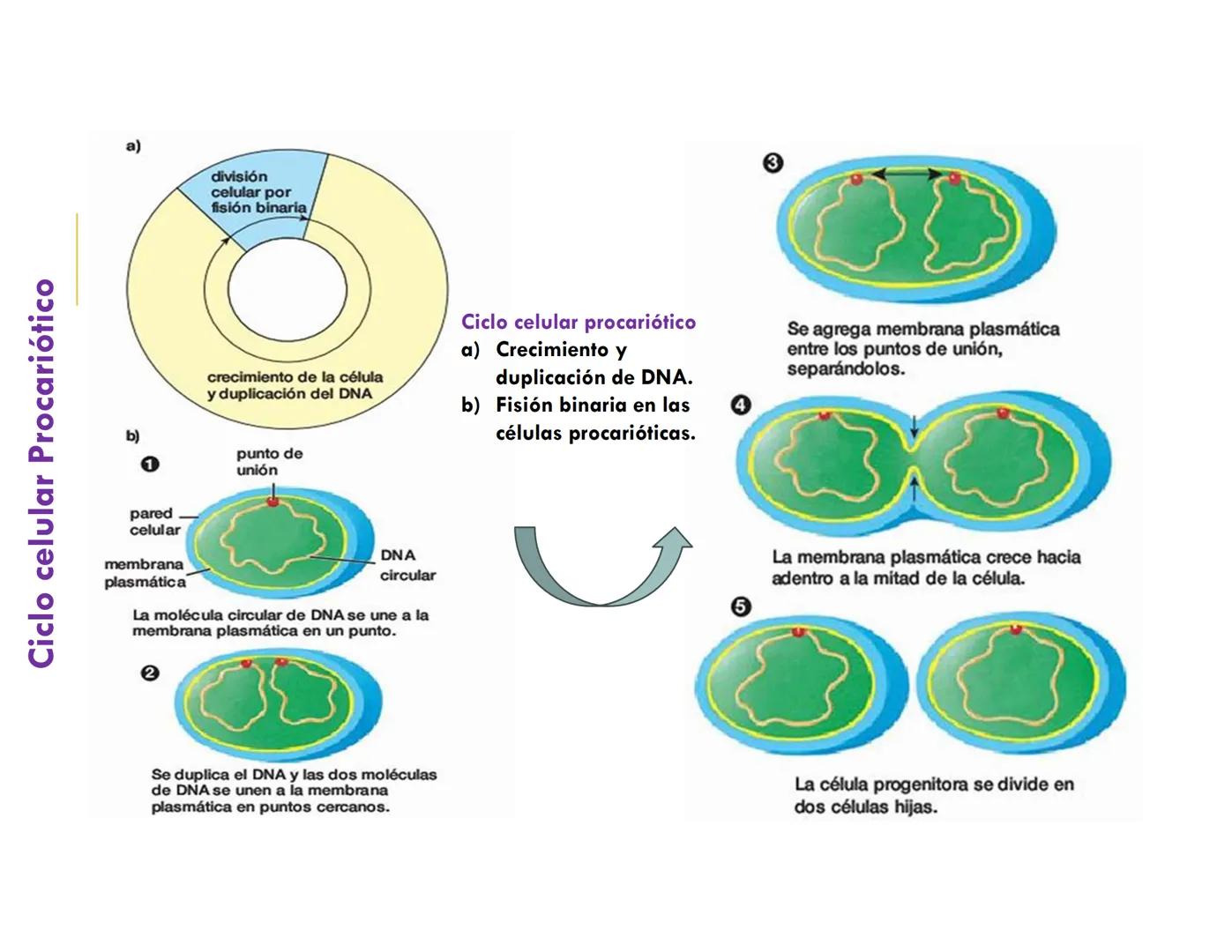 # CICLO CELULAR
VERÓNICA IÑIGUEZ V.
FEBRERO 2025 # CICLO CELULAR
El ciclo celular es la secuencia de actividades que ocurren de una divis