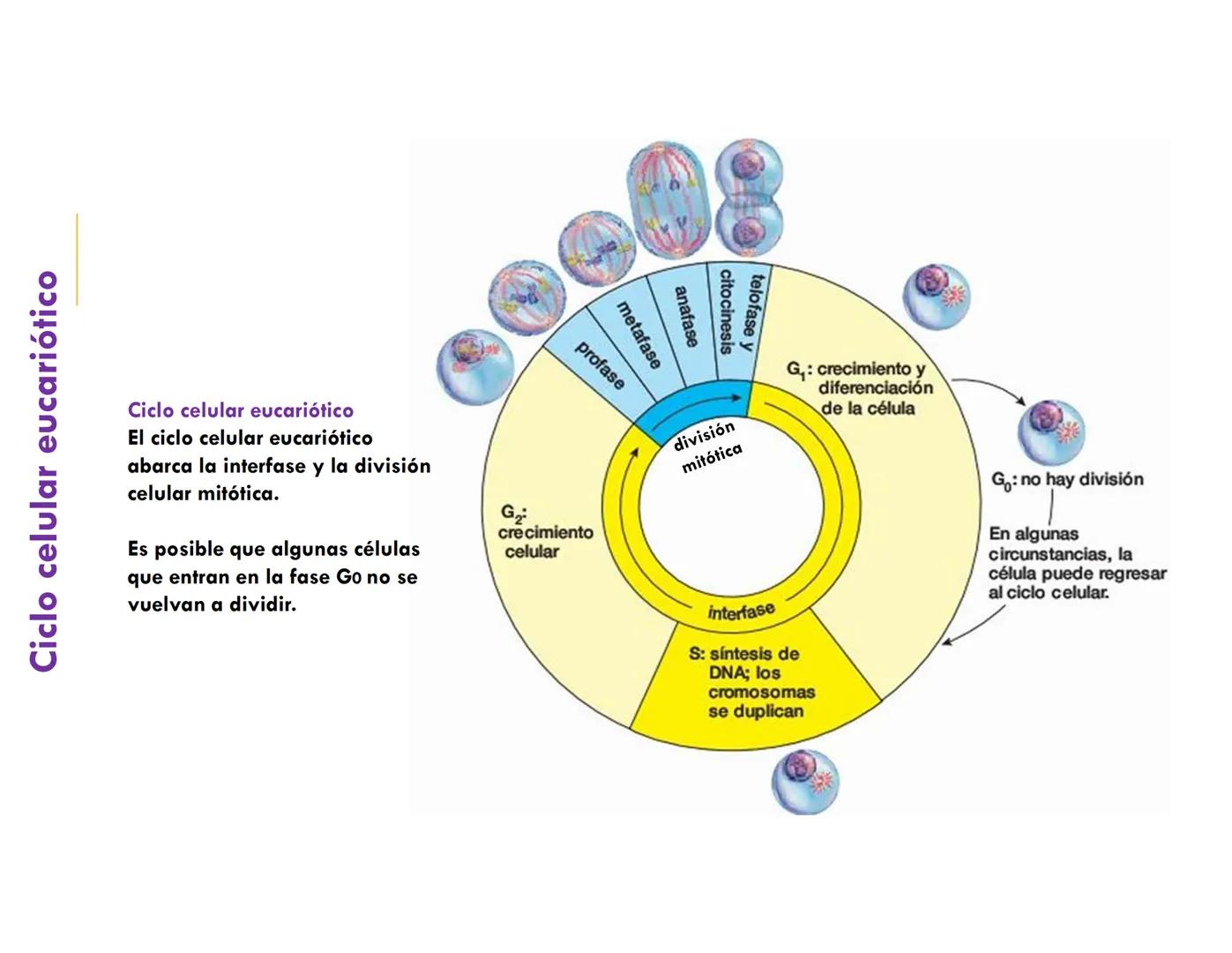 # CICLO CELULAR
VERÓNICA IÑIGUEZ V.
FEBRERO 2025 # CICLO CELULAR
El ciclo celular es la secuencia de actividades que ocurren de una divis