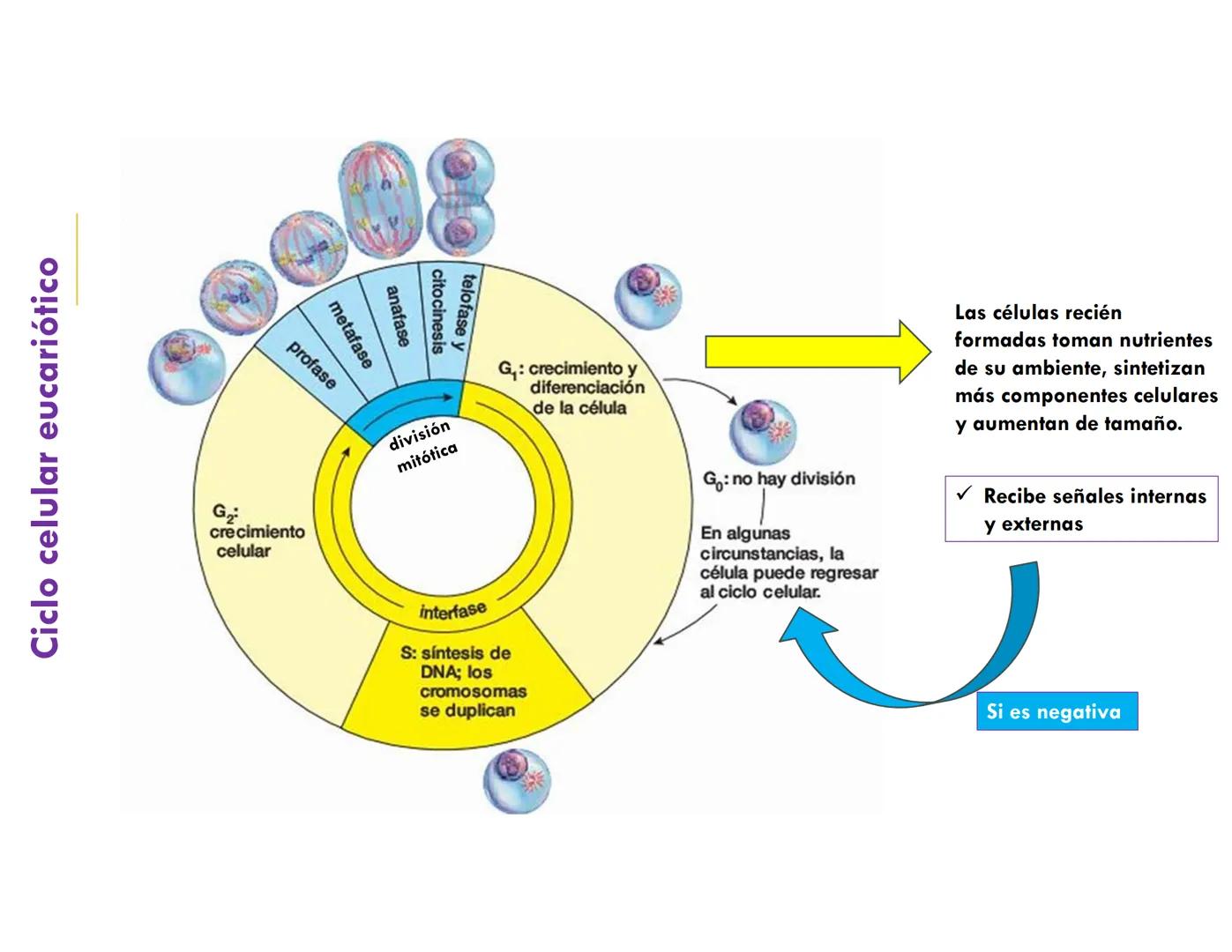 # CICLO CELULAR
VERÓNICA IÑIGUEZ V.
FEBRERO 2025 # CICLO CELULAR
El ciclo celular es la secuencia de actividades que ocurren de una divis