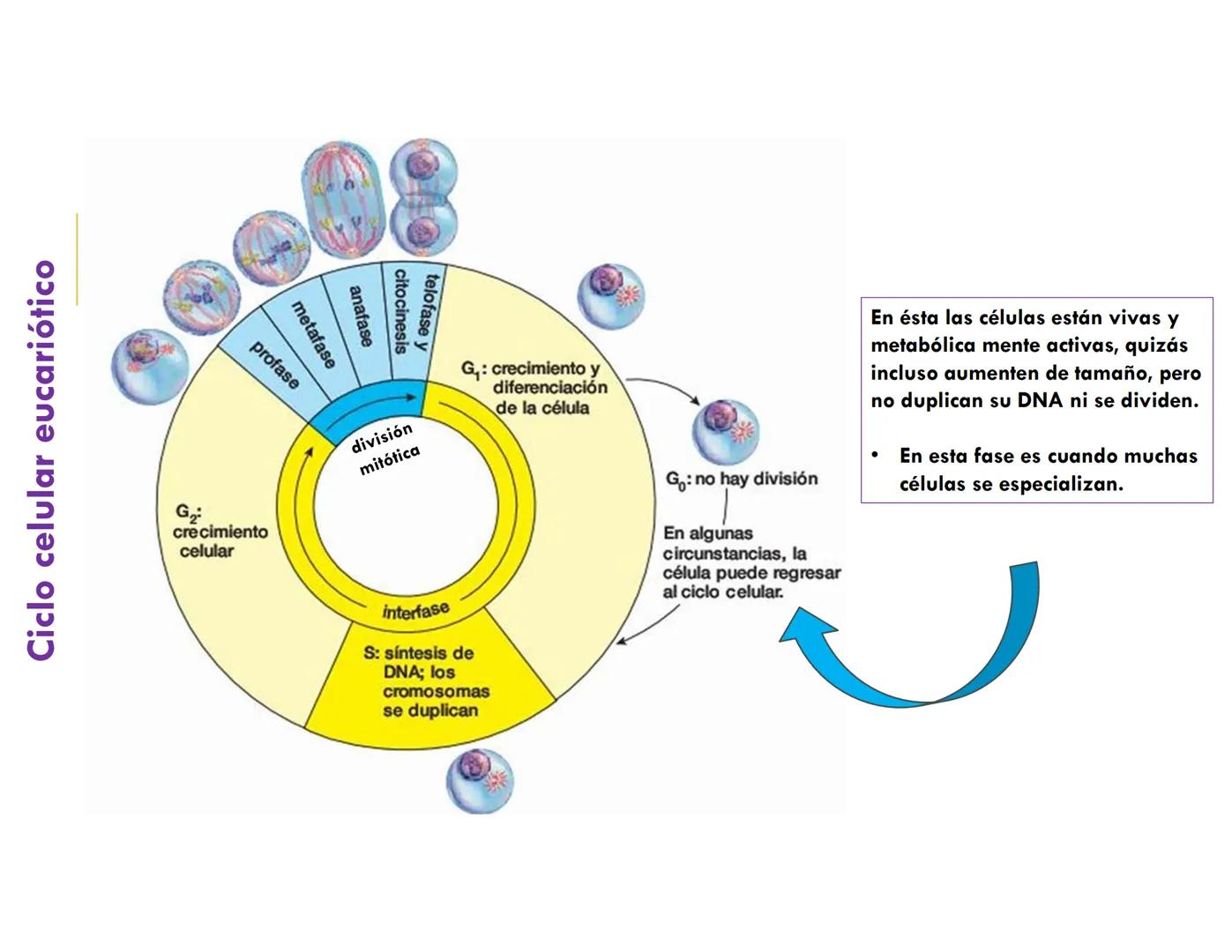 # CICLO CELULAR
VERÓNICA IÑIGUEZ V.
FEBRERO 2025 # CICLO CELULAR
El ciclo celular es la secuencia de actividades que ocurren de una divis